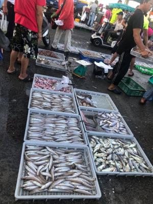 澎湖魚市門口場拍賣