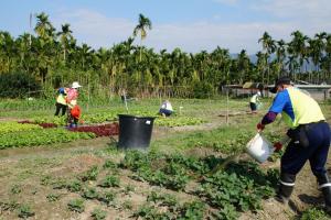 東片村民於村內共享農場示範平常澆灌沼液沼渣的方式。此舉為利用天然肥份來提升作物品質。
