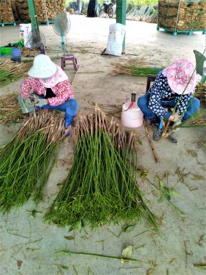 馬拉巴栗編苗作業_近景