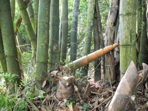 麻竹筍與麻竹林