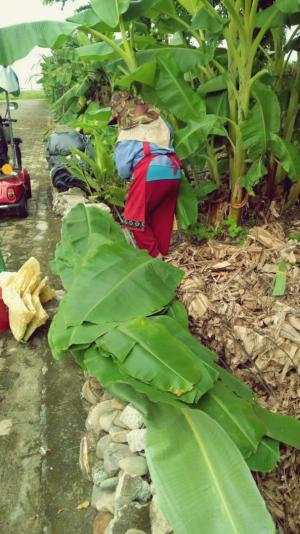 採集香蕉葉
