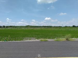 堤外河川地的水稻田