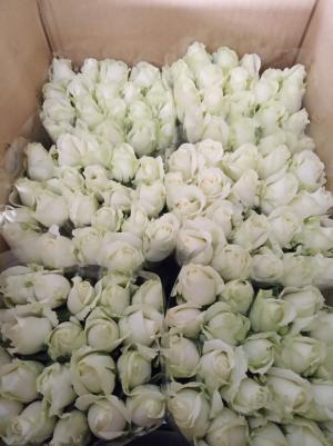 埔里花卉運銷合作社已裝箱的玫瑰花(白色)
