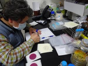 研究人員利用微生物測定來檢測siraw
