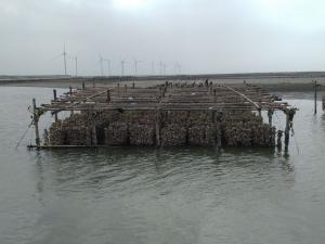 福寶濕地的垂下式牡蠣養殖（一）