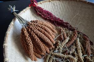 多納wakay小米播種 傳統上小米會與紅藜混播