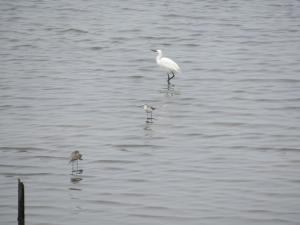 福寶濕地的白鷺鷥與青足鷸