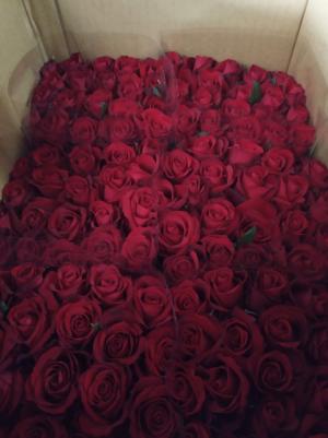 埔里花卉運銷合作社已裝箱的玫瑰花(紅色)
