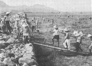 1950's臺東糖廠開墾池上農場的情況