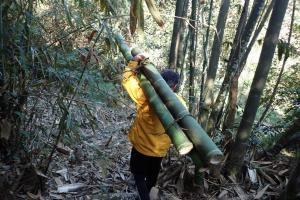 tawulu竹水筒 採集竹子