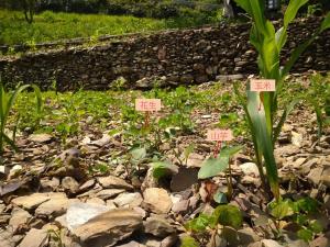 霧台--玉米、山芋與花生傳統農耕混植