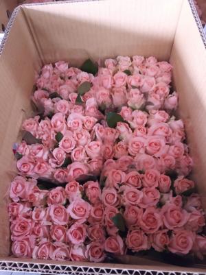 埔里花卉運銷合作社已裝箱的玫瑰花(粉紅色)