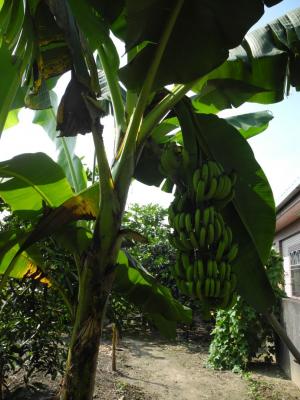 自種香蕉樹