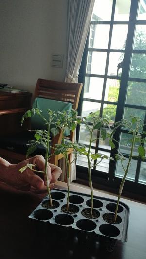 富農園──玉女小蕃茄改良種植方式