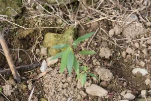 剛定植的山胡椒苗株，需待2-3年才能進入豐產期