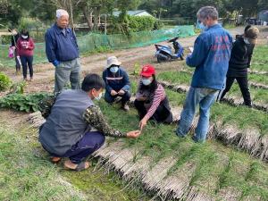 火蔥種植田野調查