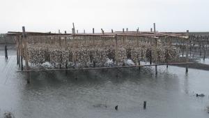 福寶濕地的垂下式牡蠣養殖