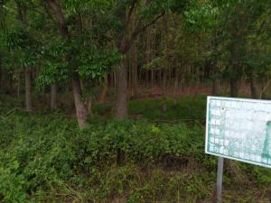 臺糖公司平地造林