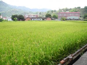 陳德阿公所種植的稻田