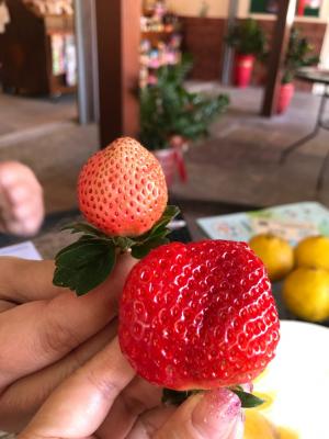 慶福里農民改良草莓