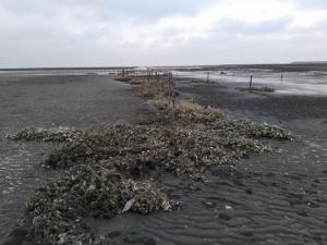 福寶堤外蚵道上的廢棄蚵線05