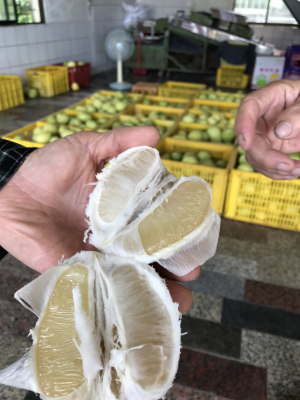 高品質的文旦柚無籽細米3
