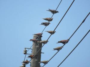 電線桿停佇的野鴿