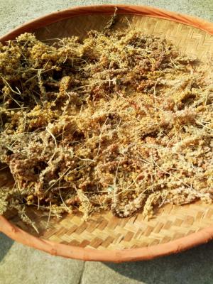 傳統篩小米