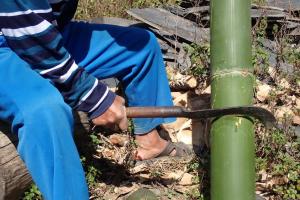 tawulu竹水筒 以鐮刀截取合適的長度