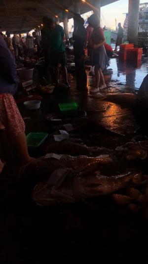 澎湖魚市場拍賣