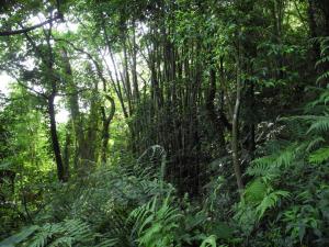尋找麻竹：象鼻山中的混合林與部分之麻竹林