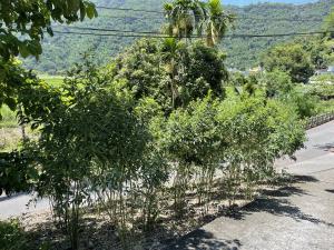 太平國小邊坡上種植的樹豆