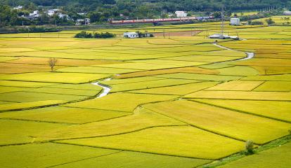 稻田