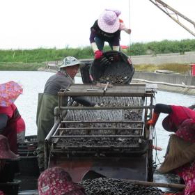 福寶村的頂粘養殖戶與芳苑女工進行文蛤採收篩選