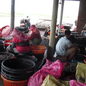 福寶村的頂粘養殖戶與芳苑女工進行文蛤採收篩選